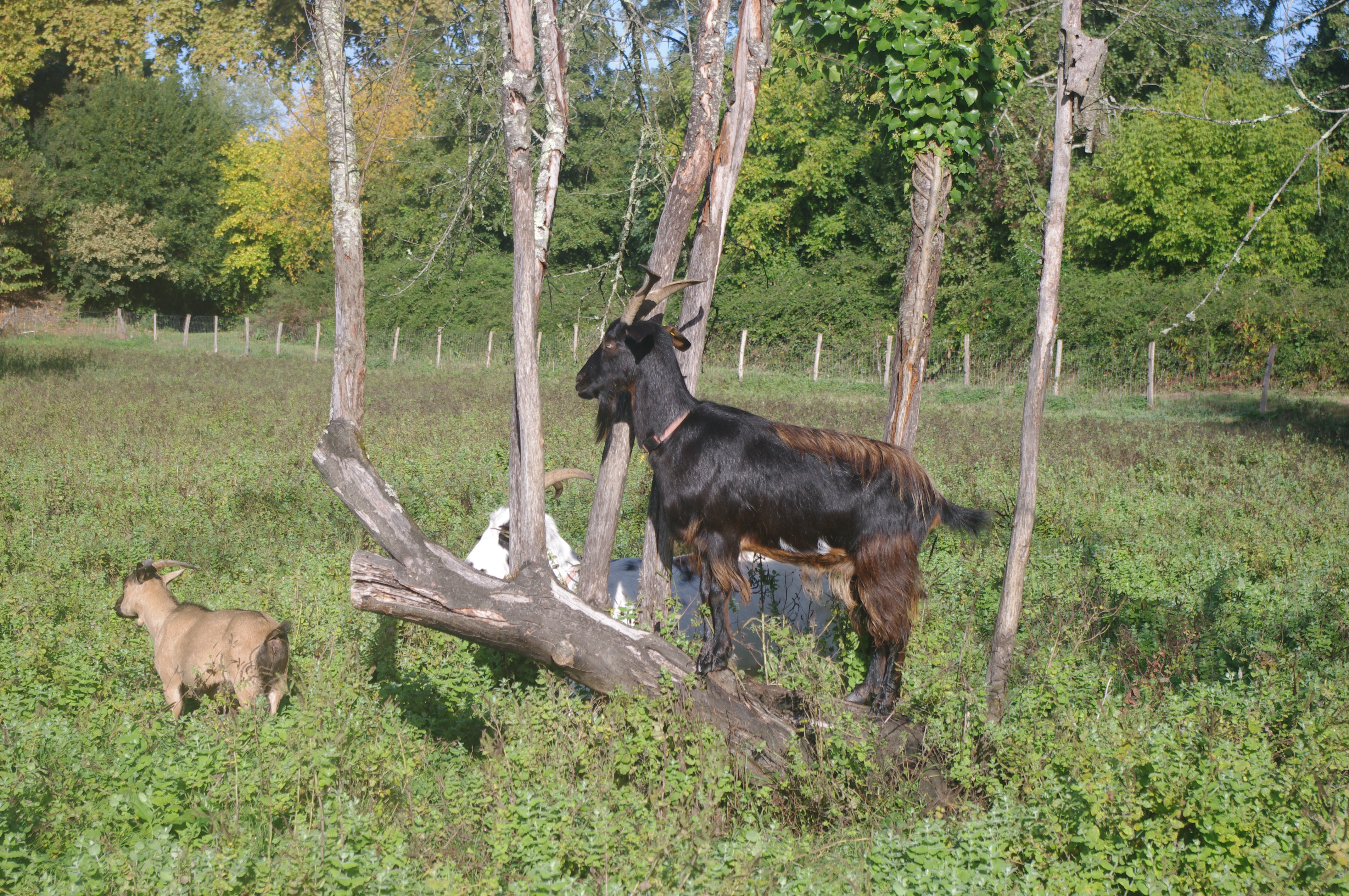 animaux
