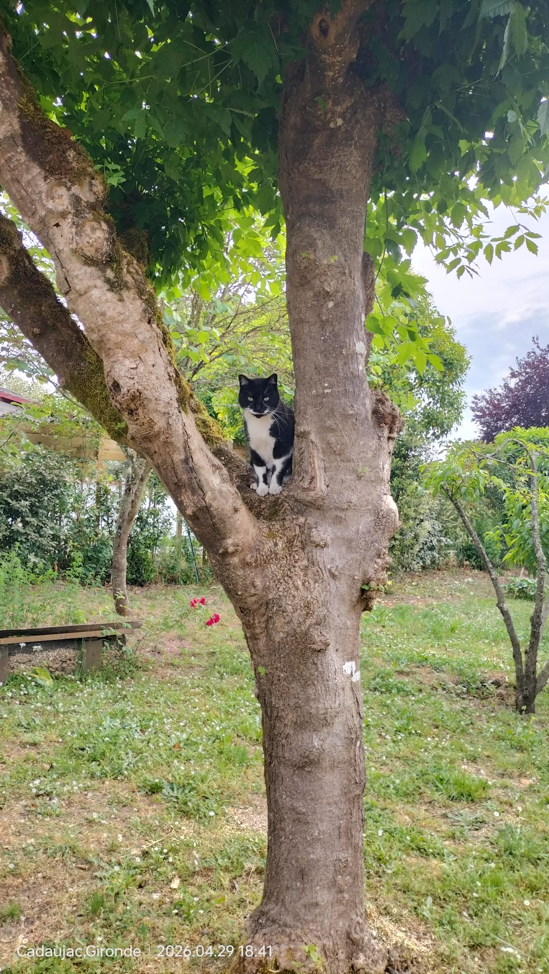 animaux